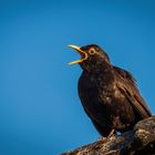 Konzert der Amsel