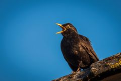 Konzert der Amsel