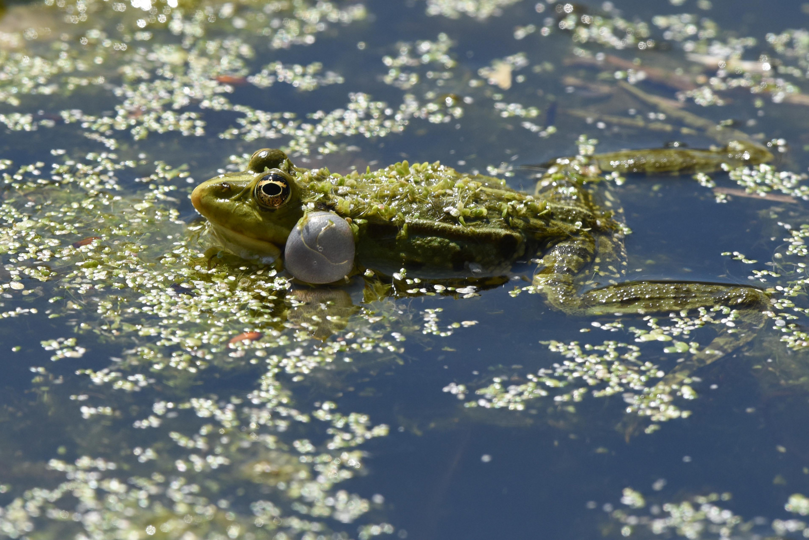 Konzertfrosch