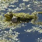 Konzertfrosch