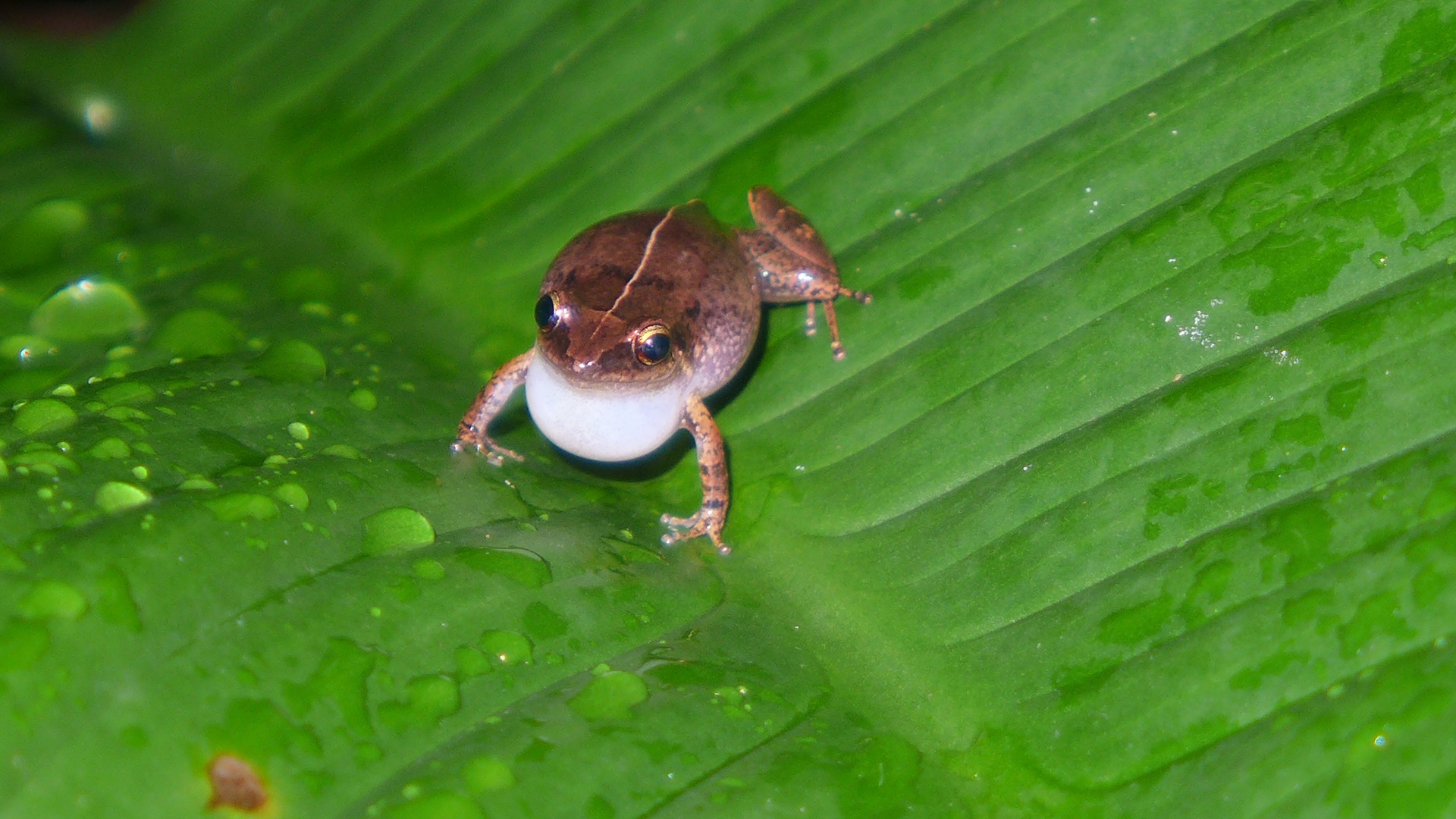 Konzertierender Frosch