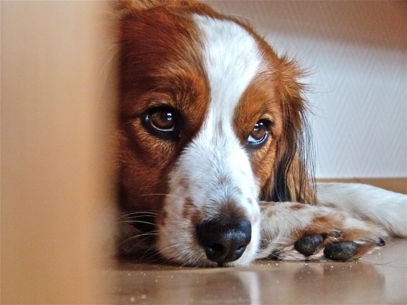 Kooikerhondje