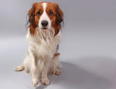 Kooikerhondje