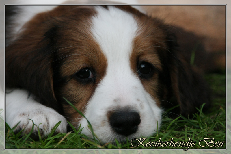 Kooikerhondje Ben 2/8W