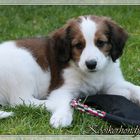 Kooikerhondje Ben 7/8W