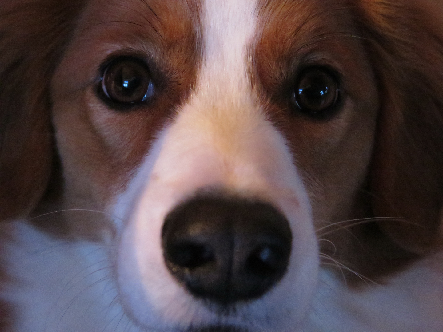 Kooikerhondje Castor