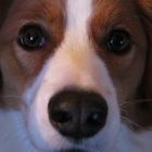 Kooikerhondje Castor