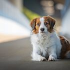 Kooikerhondje