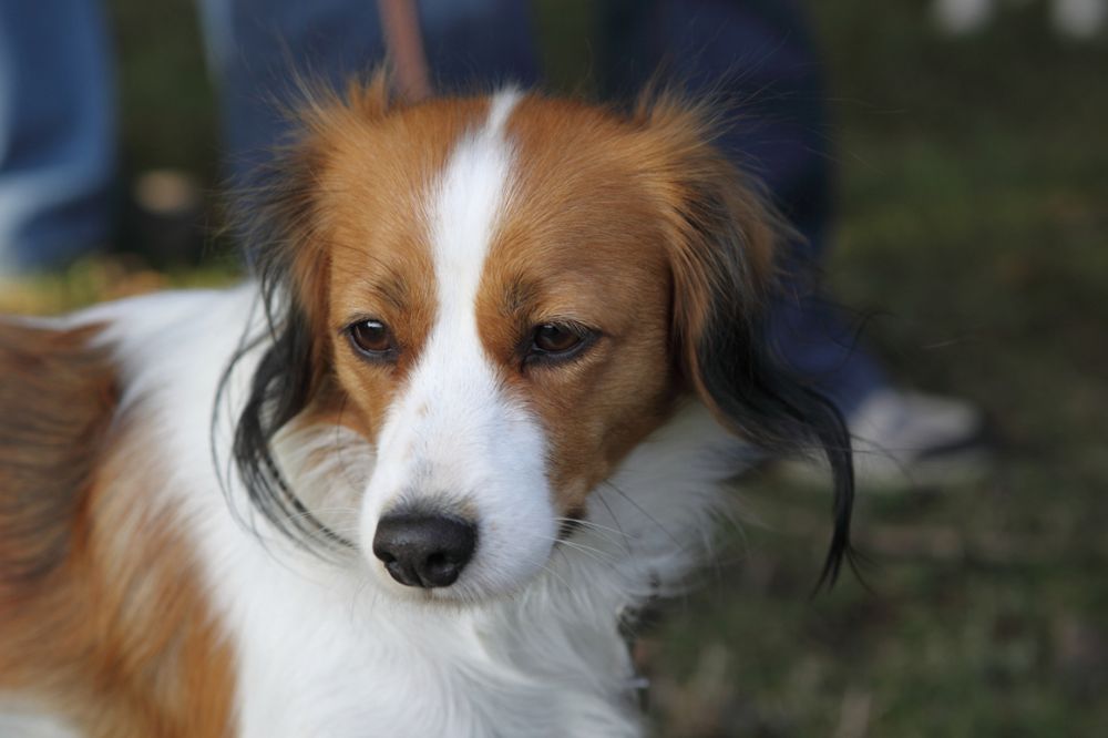 Kooikerhondje Enapay von Jomaquiteira