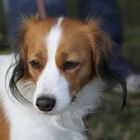 Kooikerhondje Enapay von Jomaquiteira