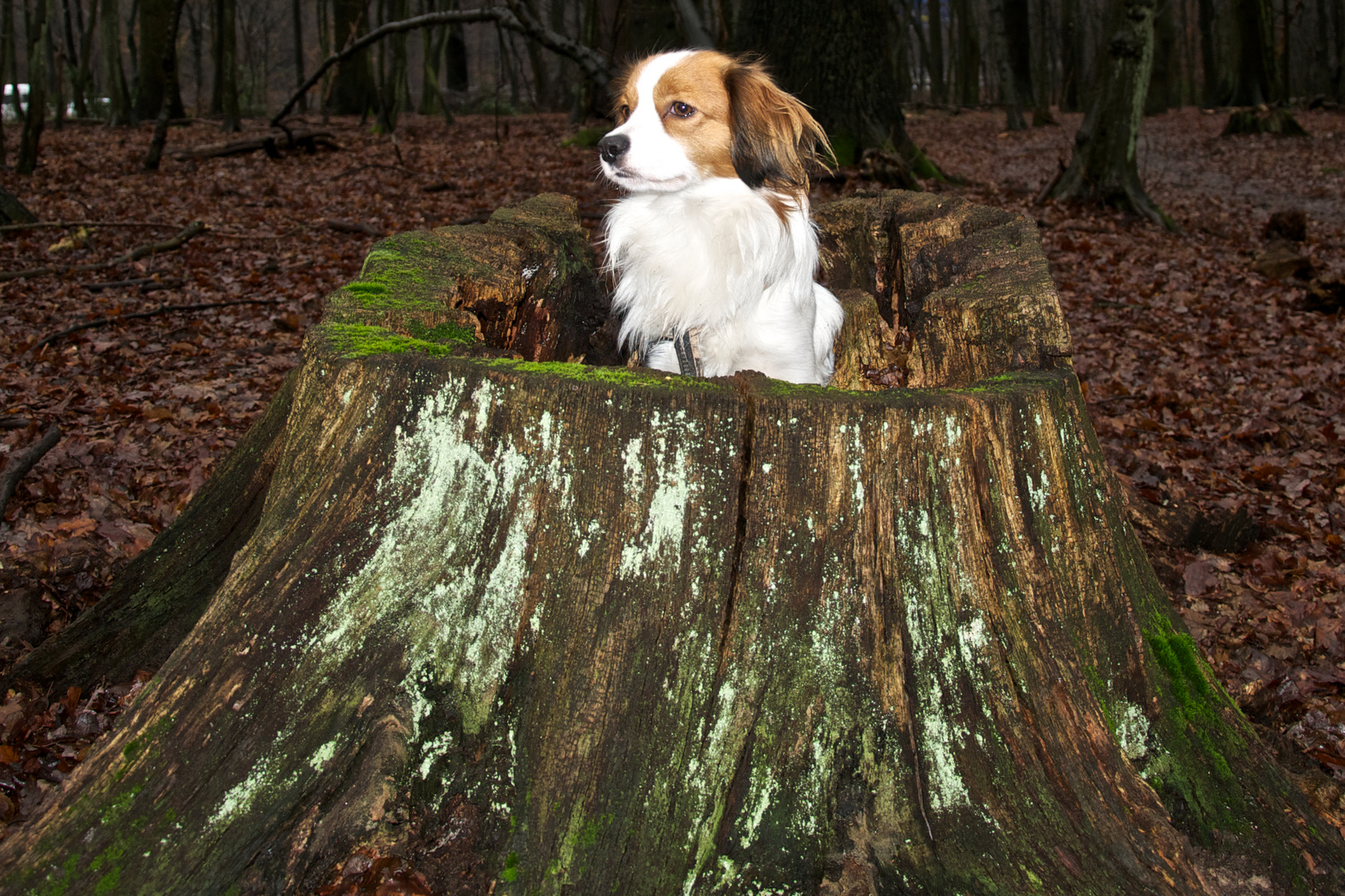 Kooikerhondje im Baum