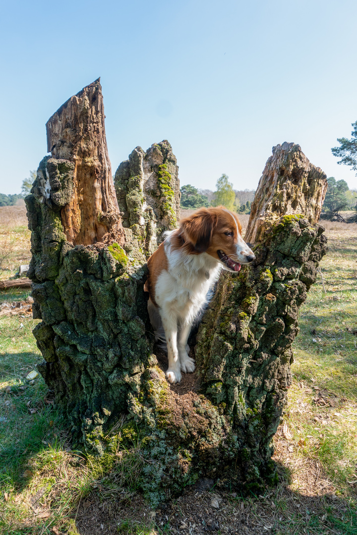 Kooikerhondje im Baum