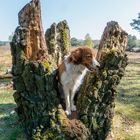 Kooikerhondje im Baum