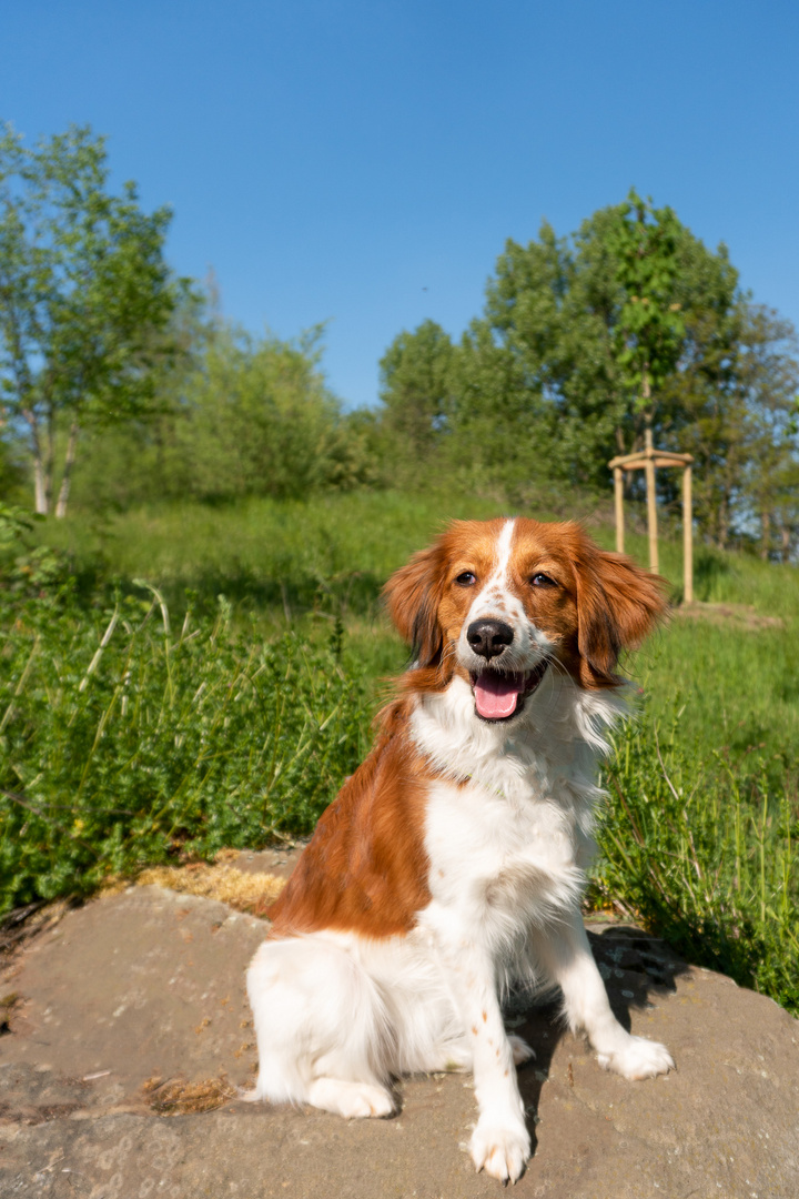 Kooikerhondje im Portrait