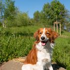 Kooikerhondje im Portrait