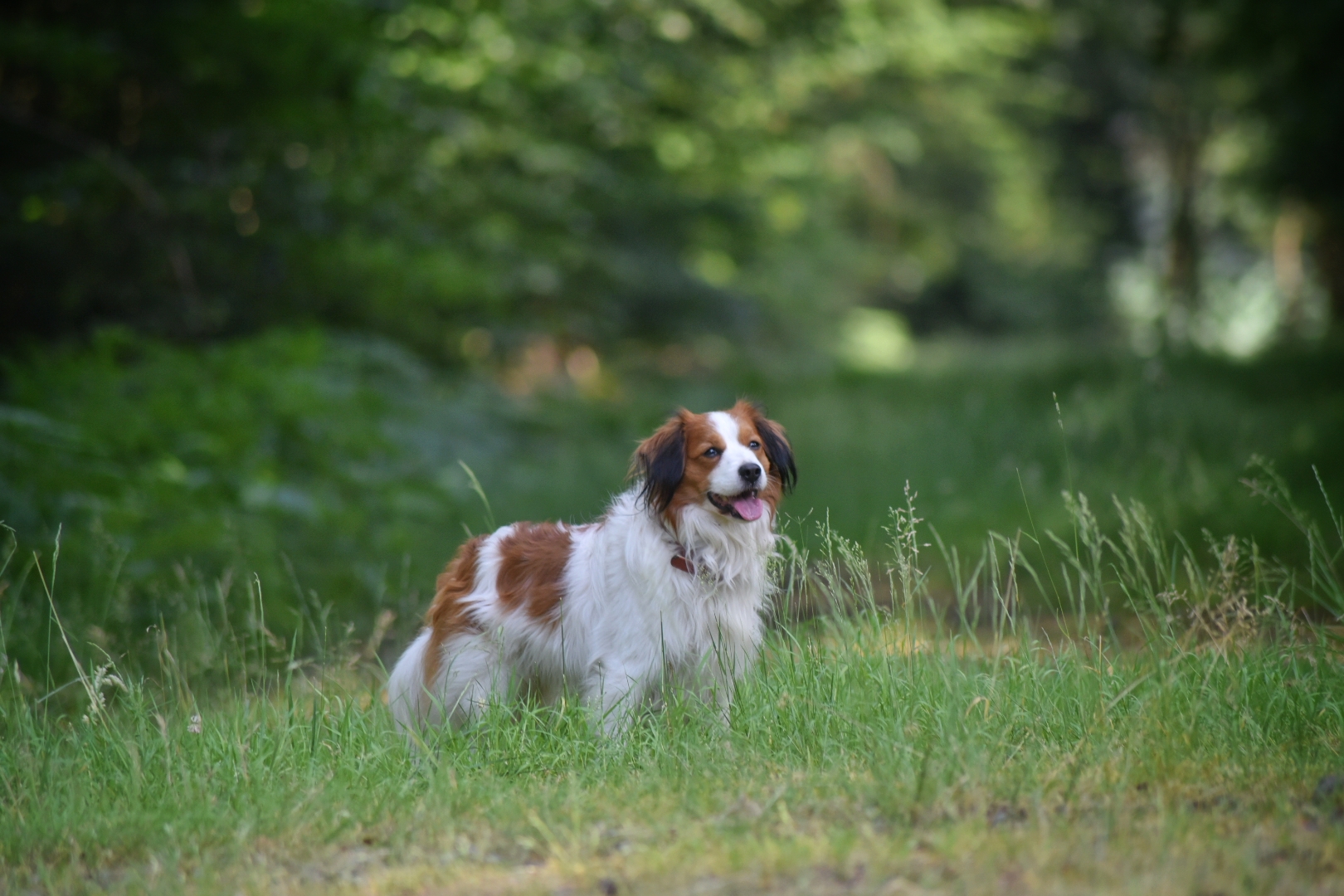 Kooikerhondje im Wald