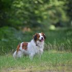 Kooikerhondje im Wald