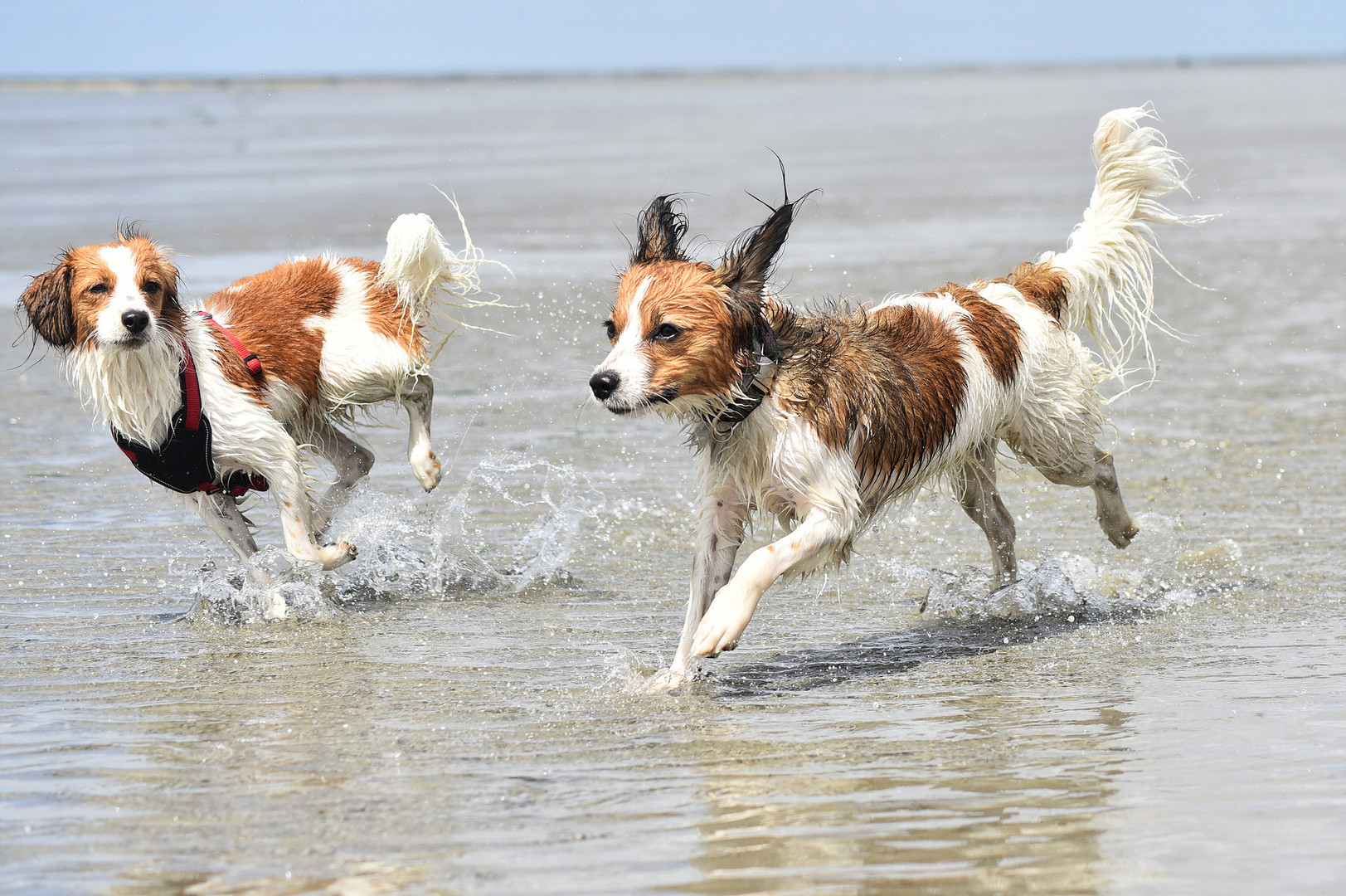 Kooikerhondje im Watt