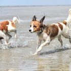 Kooikerhondje im Watt