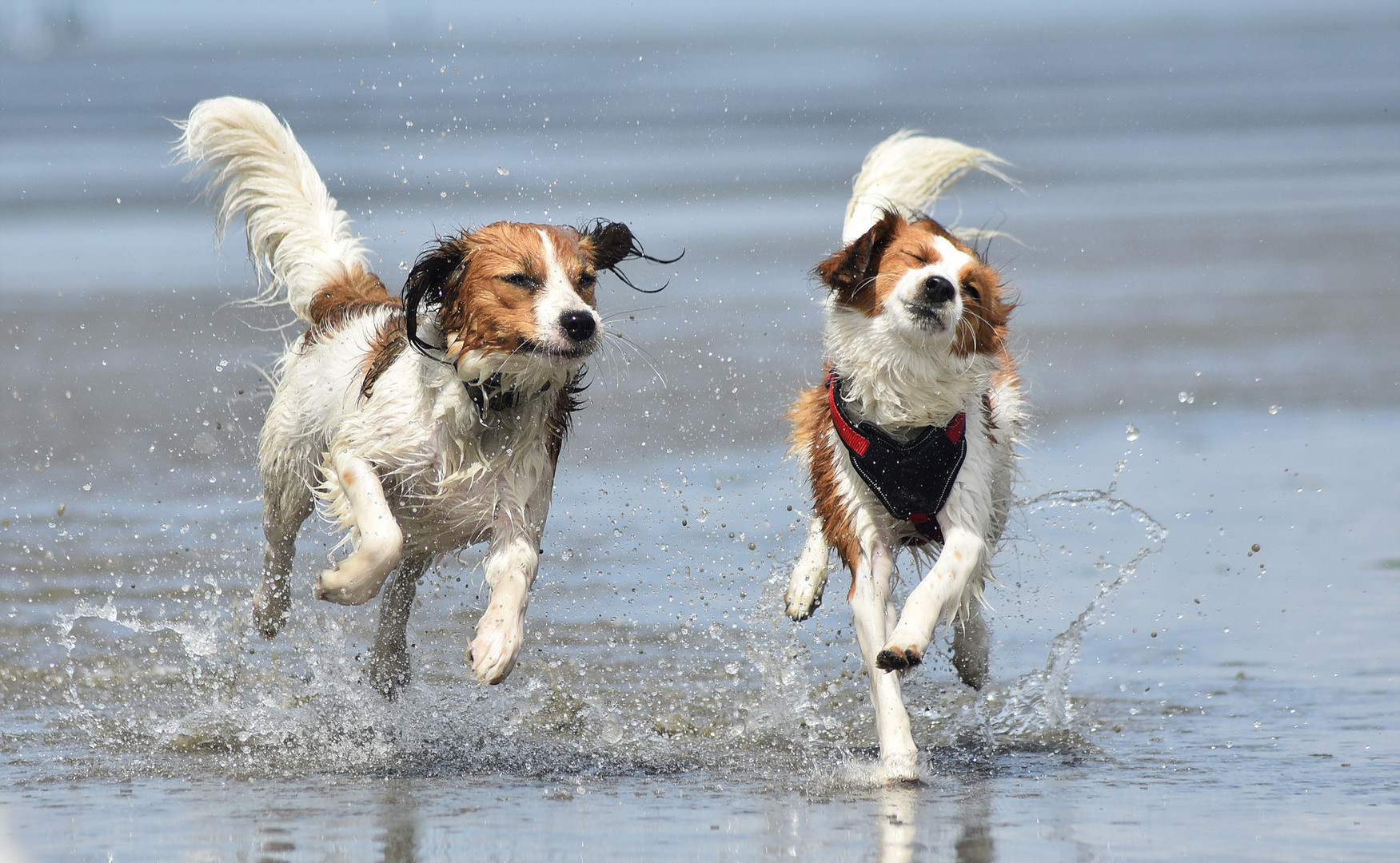 Kooikerhondje im Watt