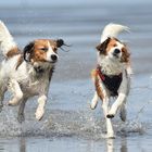 Kooikerhondje im Watt