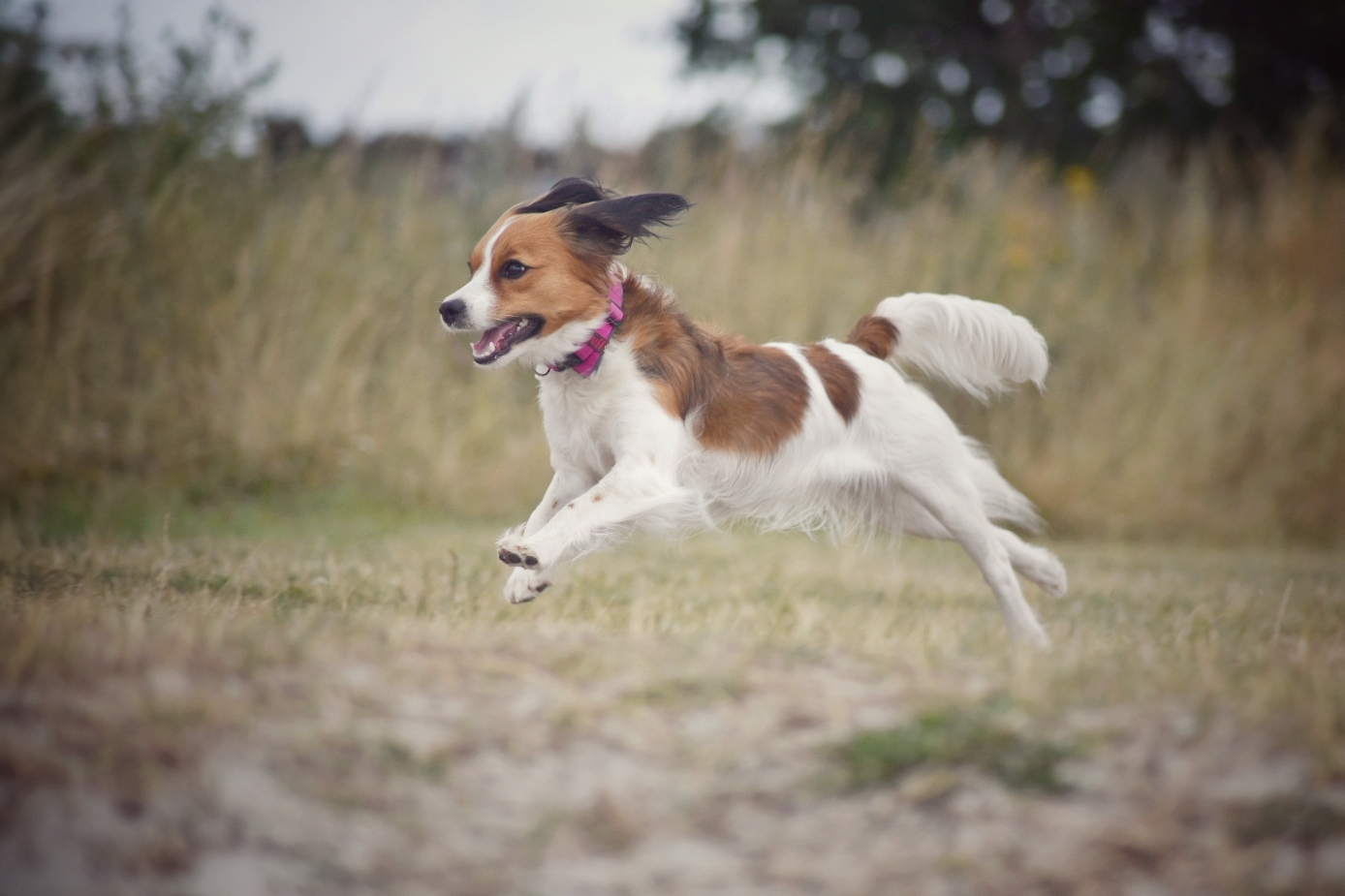 Kooikerhondje in Action