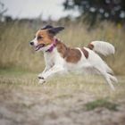 Kooikerhondje in Action