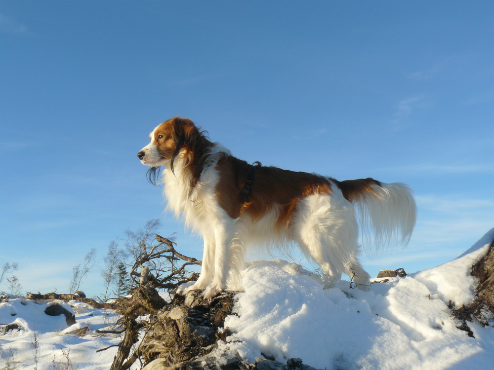 Kooikerhondje Isai