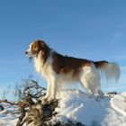 Kooikerhondje Isai