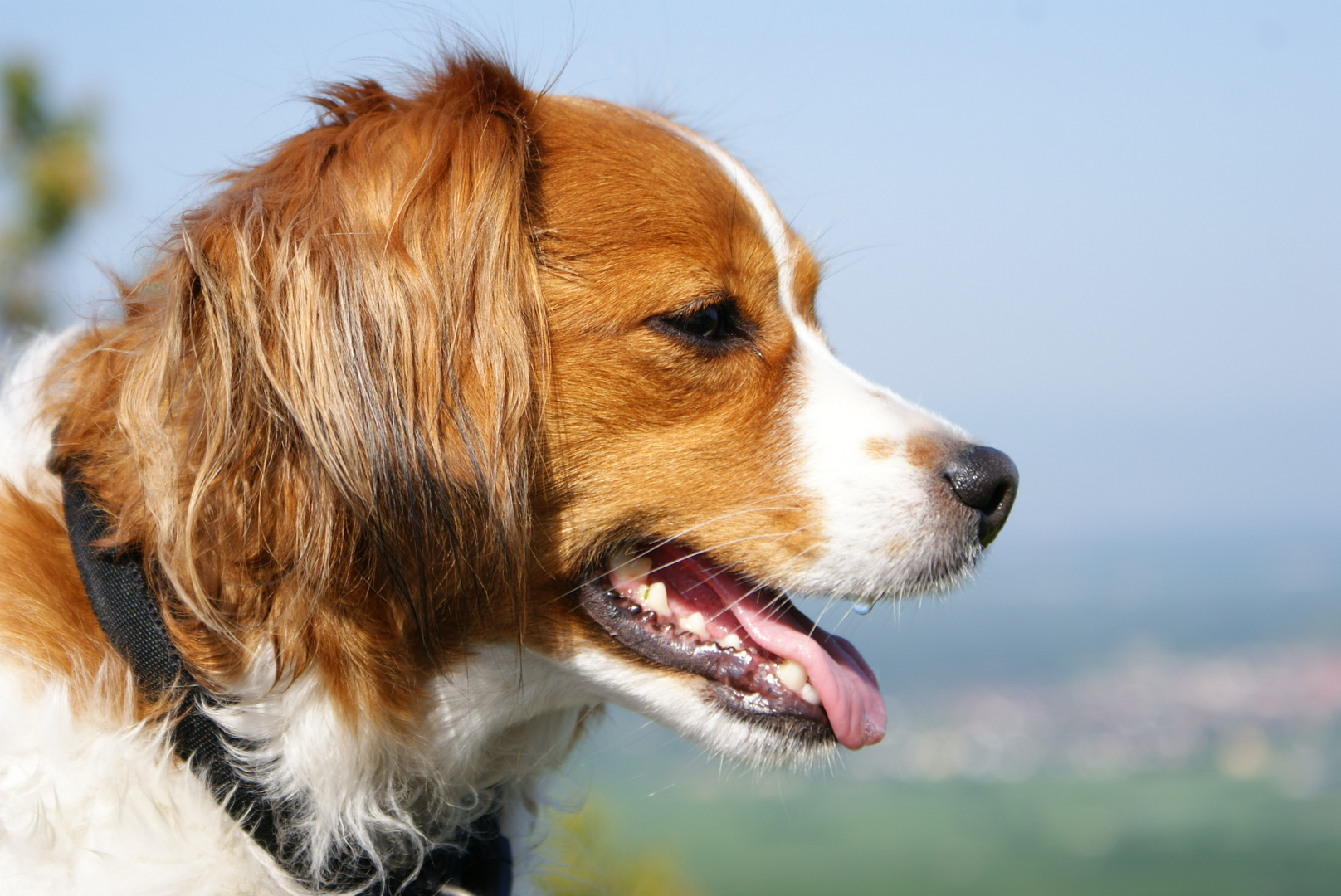 Kooikerhondje Josie im Profil -2-