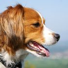 Kooikerhondje Josie im Profil -2-