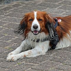 Kooikerhondje,  Kody 5 1/2 Jahre (06/2016)