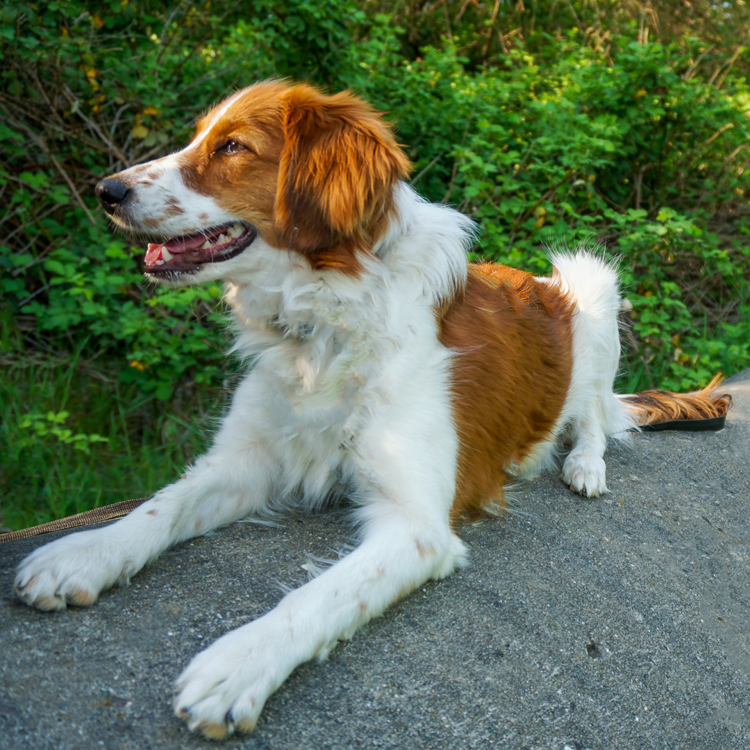 Kooikerhondje liegt auf Betonröhre