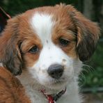 Kooikerhondje mit Wimpern und ...