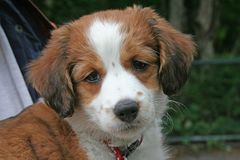 Kooikerhondje mit Wimpern und ...