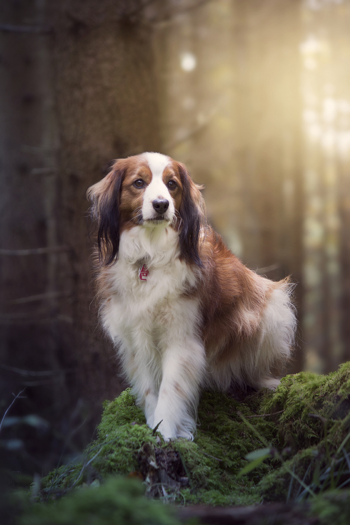 Kooikerhondje Oskar