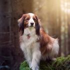 Kooikerhondje Oskar