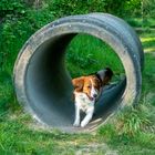 Kooikerhondje rennt aus Betonröhre heraus