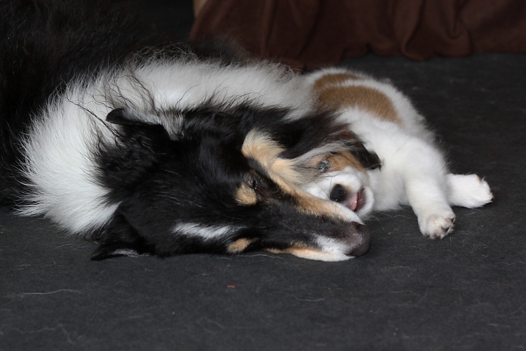 Kooikerhondje und Collie