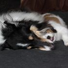 Kooikerhondje und Collie