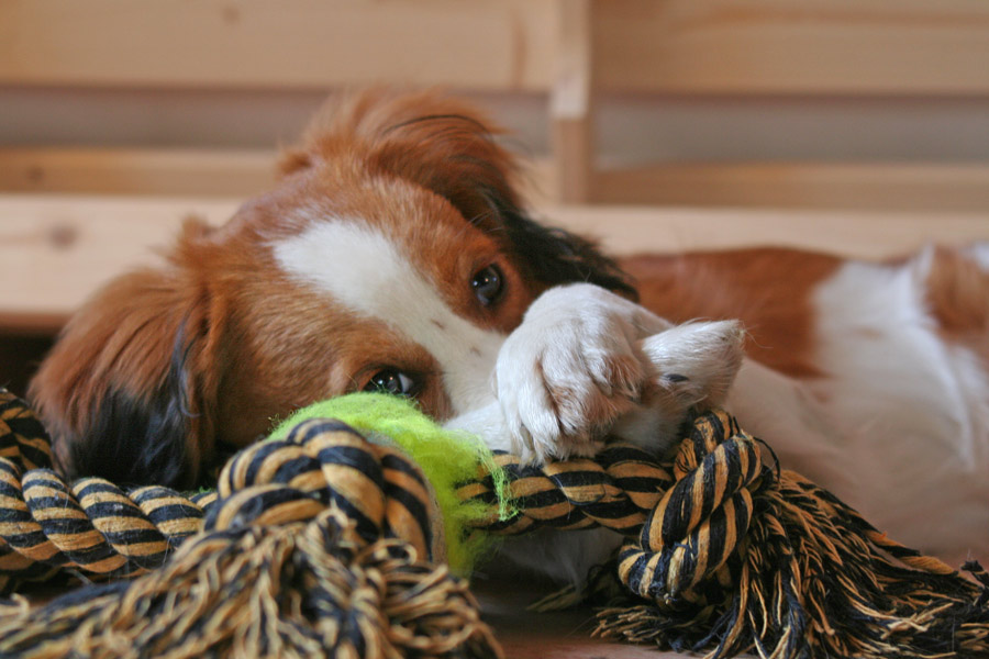 Kooikerhondje und sein Spielzeug 2