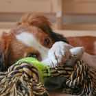 Kooikerhondje und sein Spielzeug 2