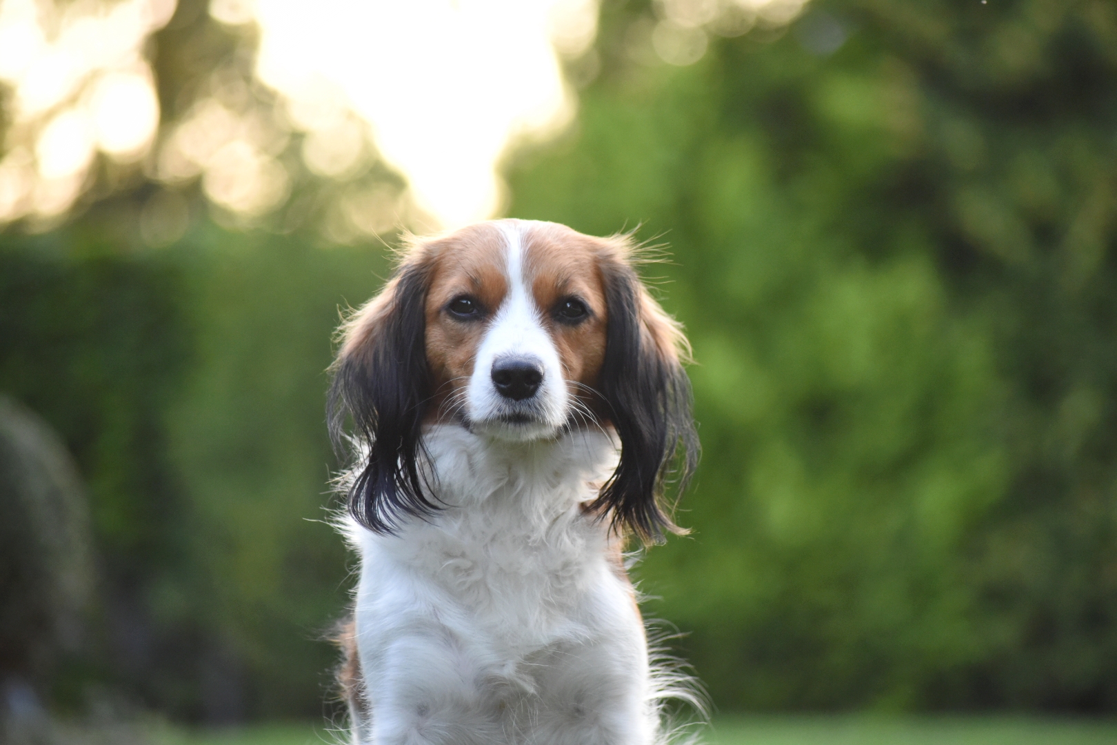 Kooikerhondje vorm Sonnenuntergang