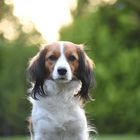 Kooikerhondje vorm Sonnenuntergang