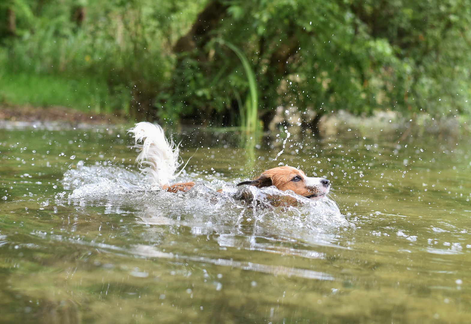 Kooikerhondje Wasserspaß