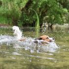 Kooikerhondje Wasserspaß