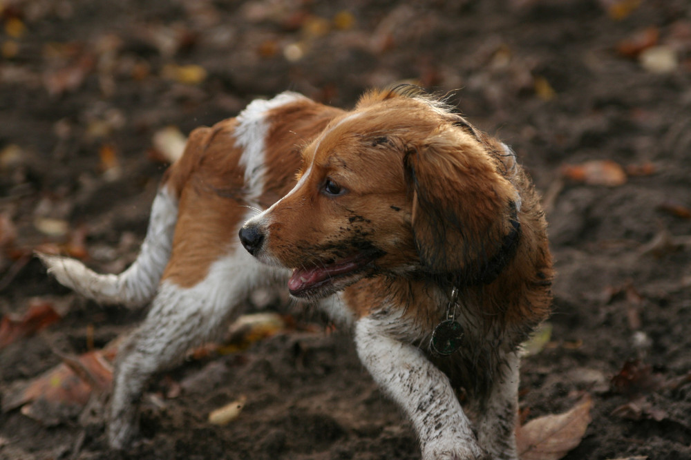 Kooikerhondje Yoda