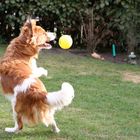 Kooikerhondje Yoda beim Ballsport