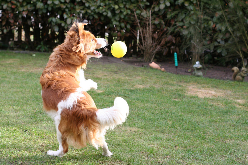 Kooikerhondje Yoda beim Ballsport