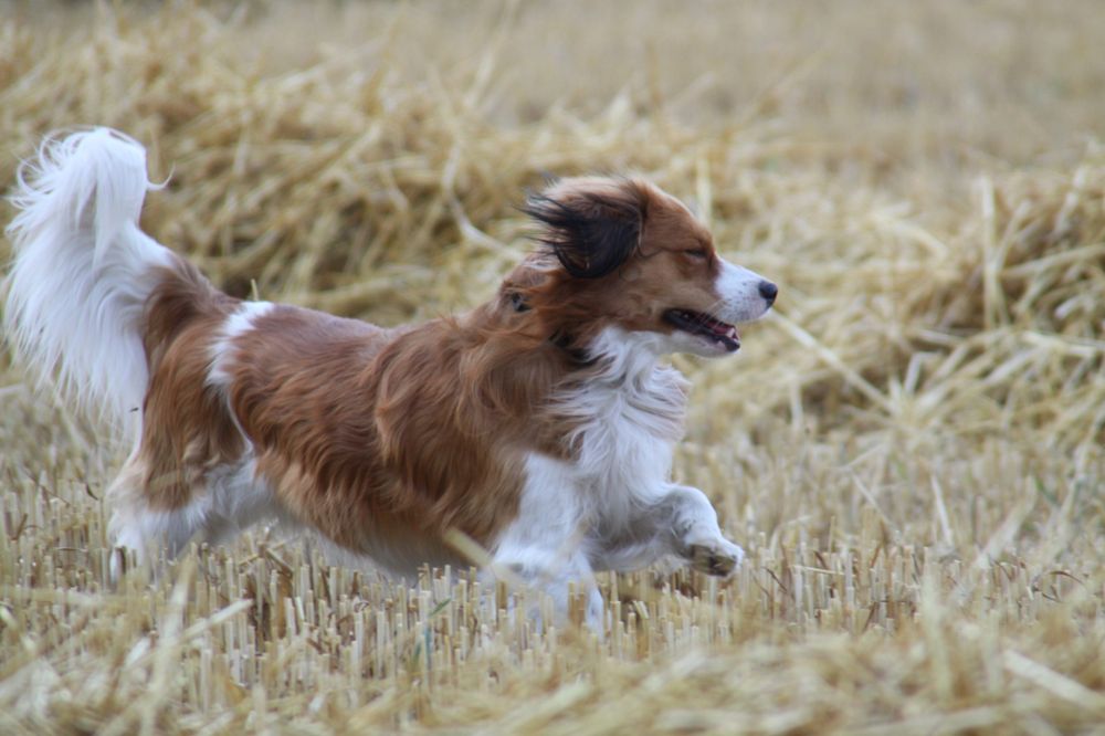 Kooikerhondje Yoda beim durchlaufen der frisch gemähten Kornfelder